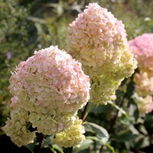 Гортензия метельчатая Мэджикал Свит Саммер (Hydrangea paniculata Magical Sweet Summer)