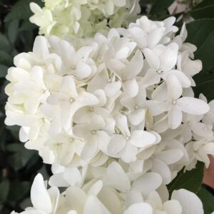 Гортензия метельчатая Скайфол (Hydrangea paniculata Skyfall/Frenne)