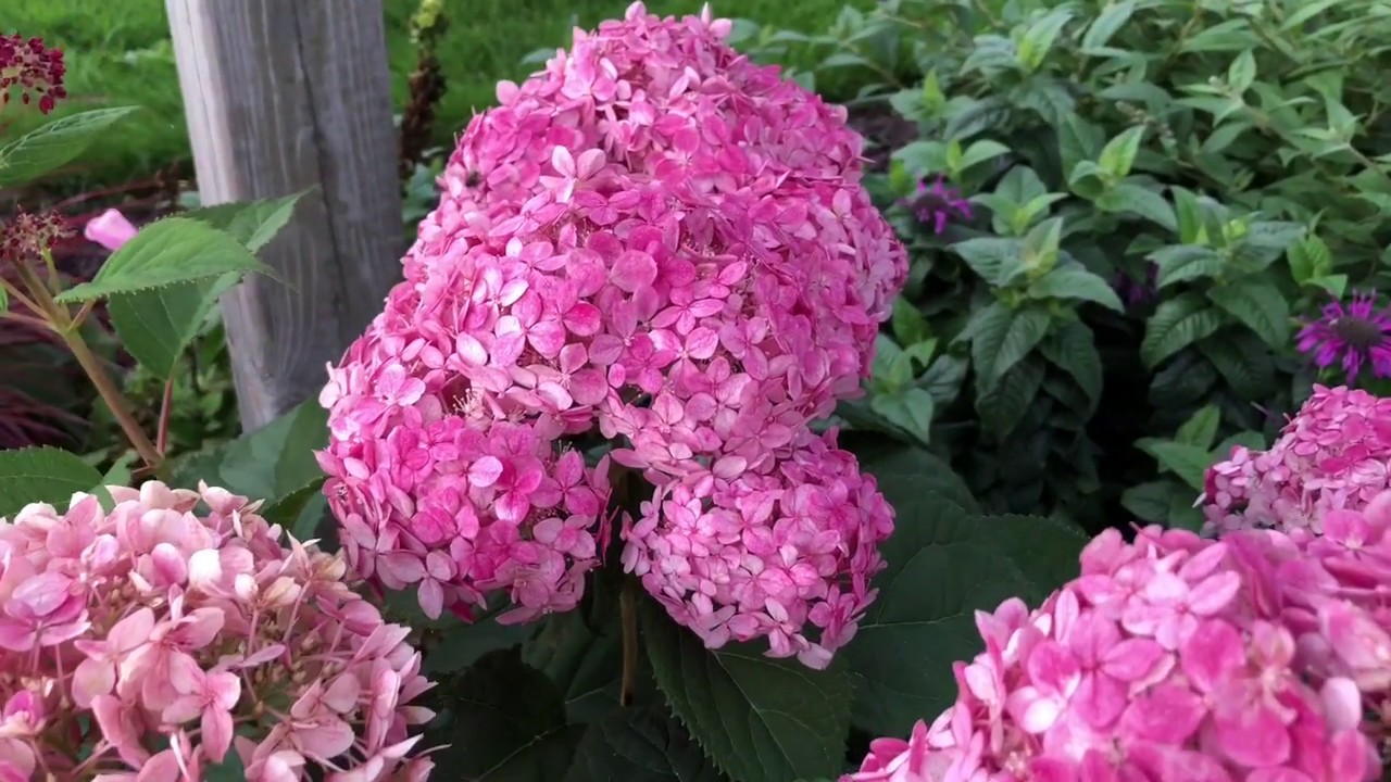 Гортензия древовидная Инвинсибл Моветт мини (Hydrangea arborescens Invincibelle Mini Mauvette) — изображение 3