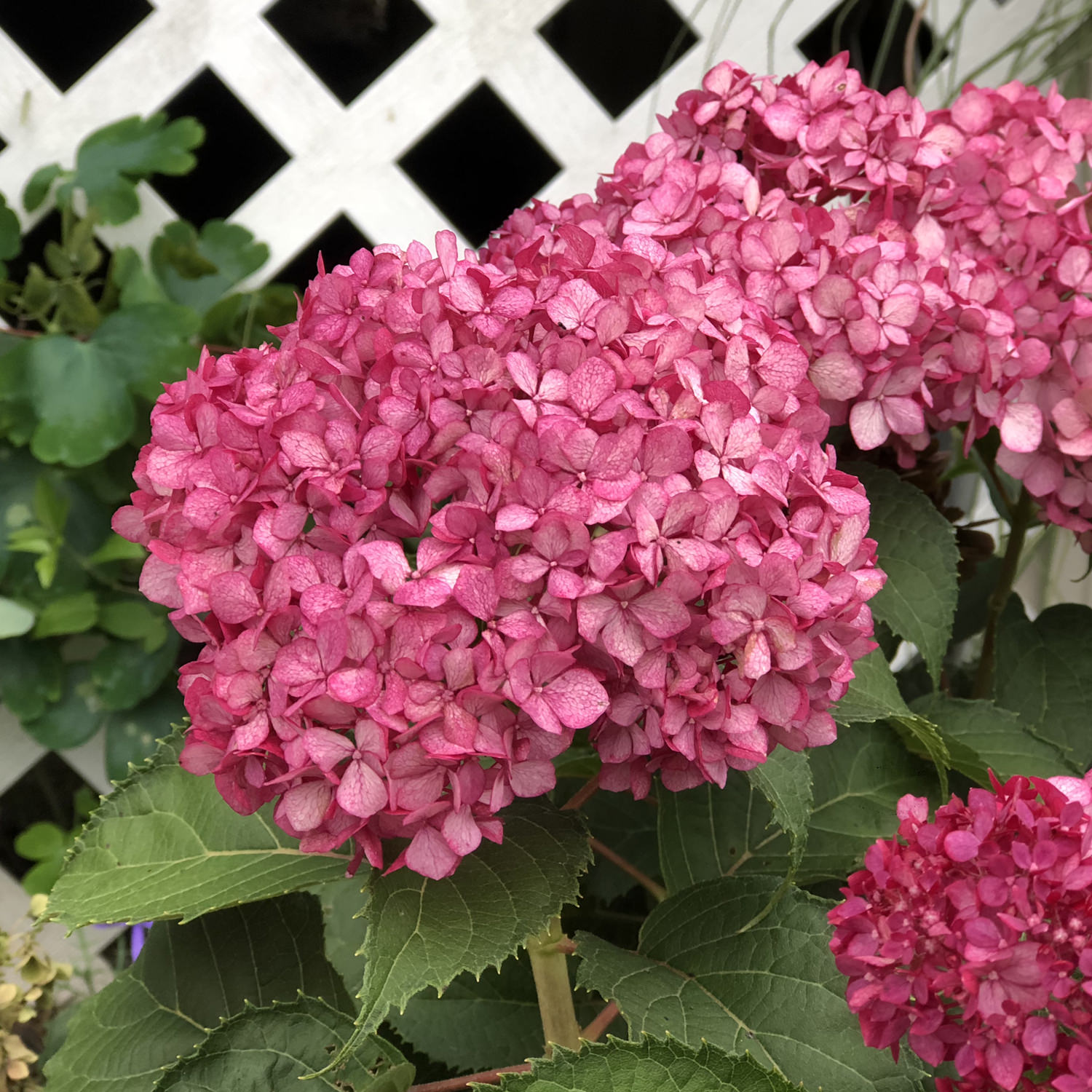 Гортензия древовидная Инвинсибл Моветт мини (Hydrangea arborescens Invincibelle Mini Mauvette)