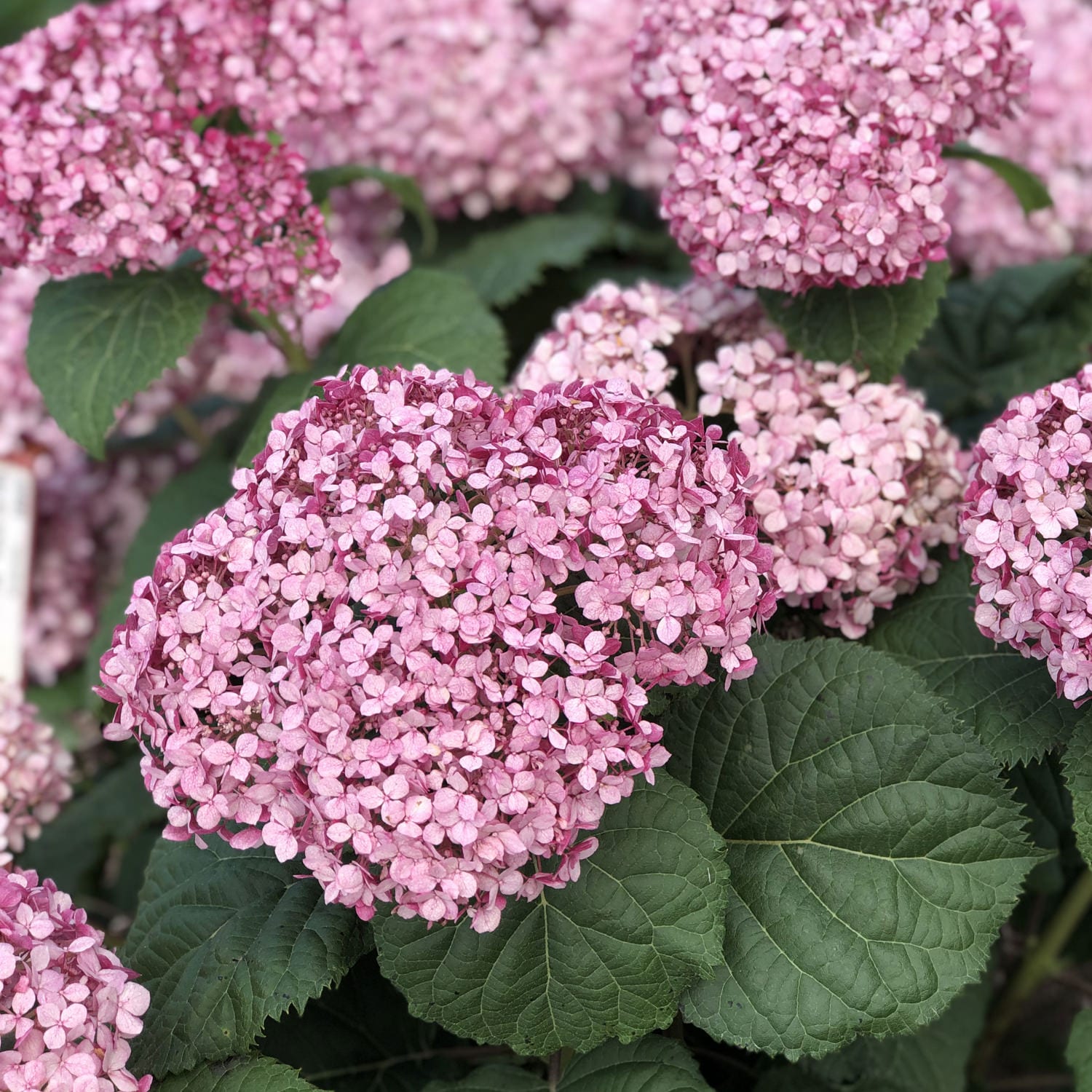 Гортензия древовидная Инвинсибл Моветт мини (Hydrangea arborescens Invincibelle Mini Mauvette) — изображение 2