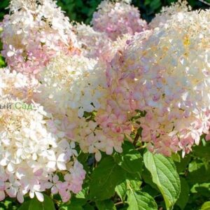Гортензия метельчатая Фантом (Hydrangea paniculata Phantom)