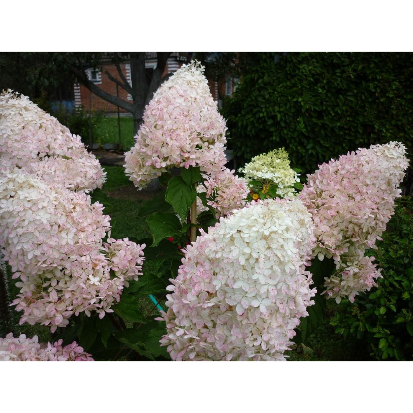 Гортензия метельчатая Фантом (Hydrangea paniculata Phantom) — изображение 2