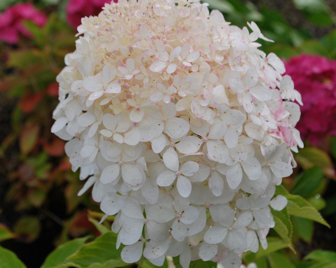 Гортензия метельчатая Фантом (Hydrangea paniculata Phantom) — изображение 3