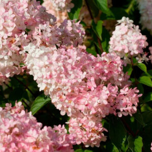 Гортензия метельчатая Сандей Фрайз (Hydrangea paniculata Sundae Fraise)