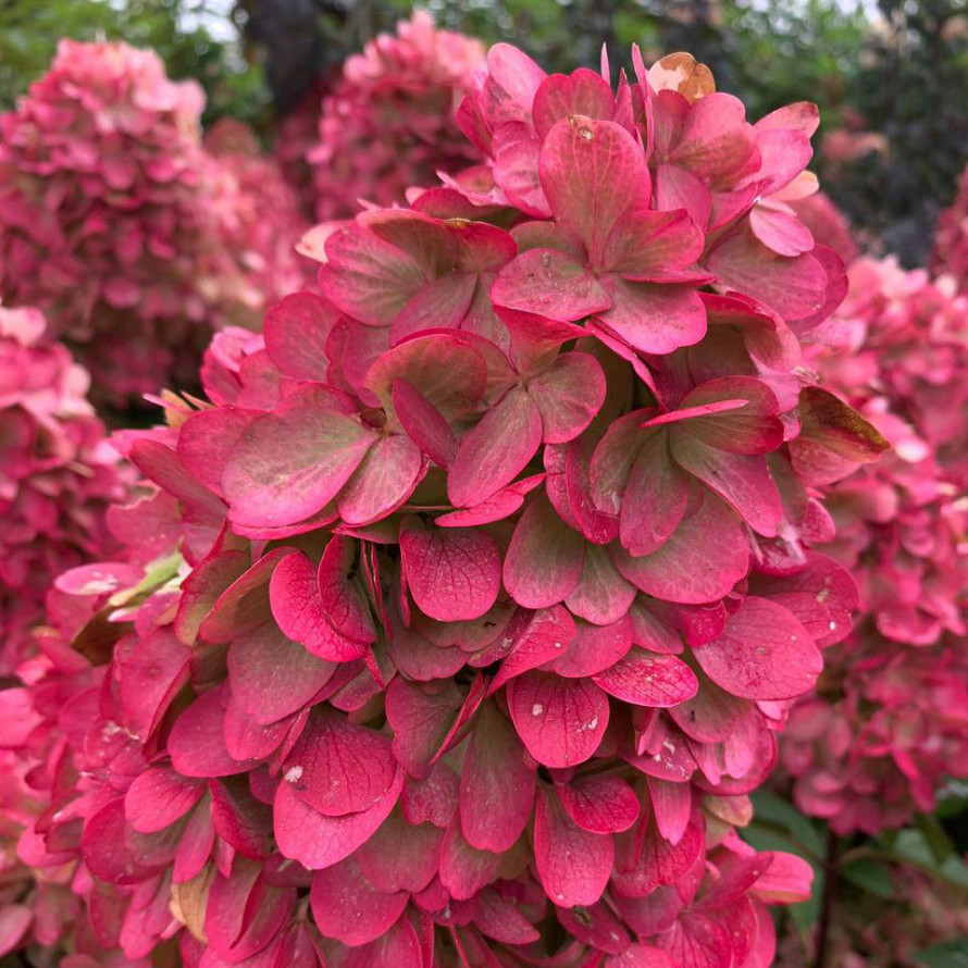 Гортензия метельчатая Бонфайер МЕГА НОВИНКА / Блади Мари (Hydrangea paniculata Bonfire / Bloody Marie)