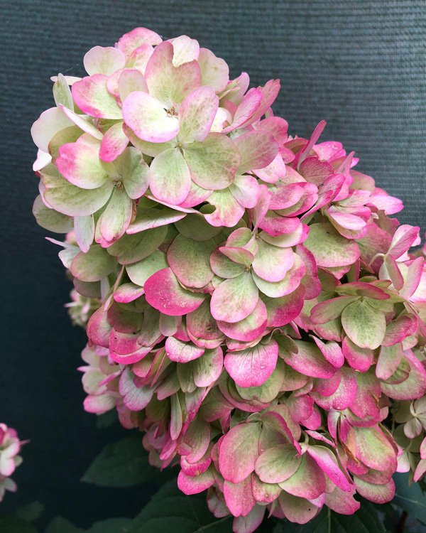 Гортензия метельчатая Бонфайер МЕГА НОВИНКА / Блади Мари (Hydrangea paniculata Bonfire / Bloody Marie) — изображение 2