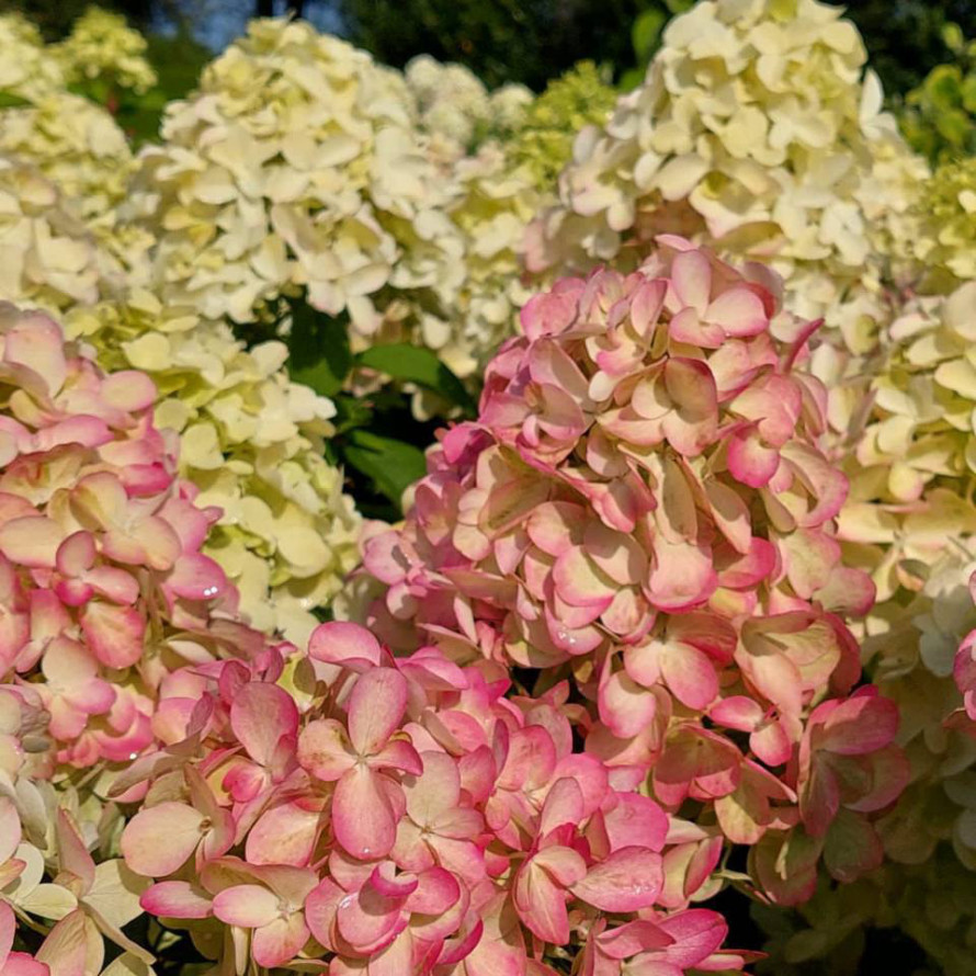 Гортензия метельчатая Бонфайер МЕГА НОВИНКА / Блади Мари (Hydrangea paniculata Bonfire / Bloody Marie) — изображение 3