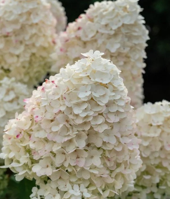 Гортензия метельчатая Шугар Раш (Hydrangea paniculata SUGAR RUSH) — изображение 3