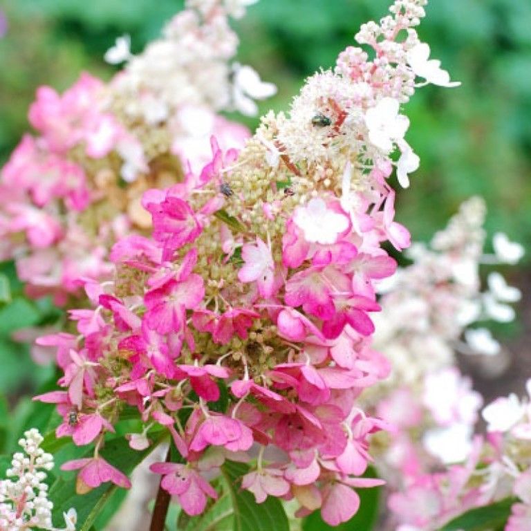 Гортензия метельчатая Конфетти (Hydrangea paniculata Confetti) — изображение 2