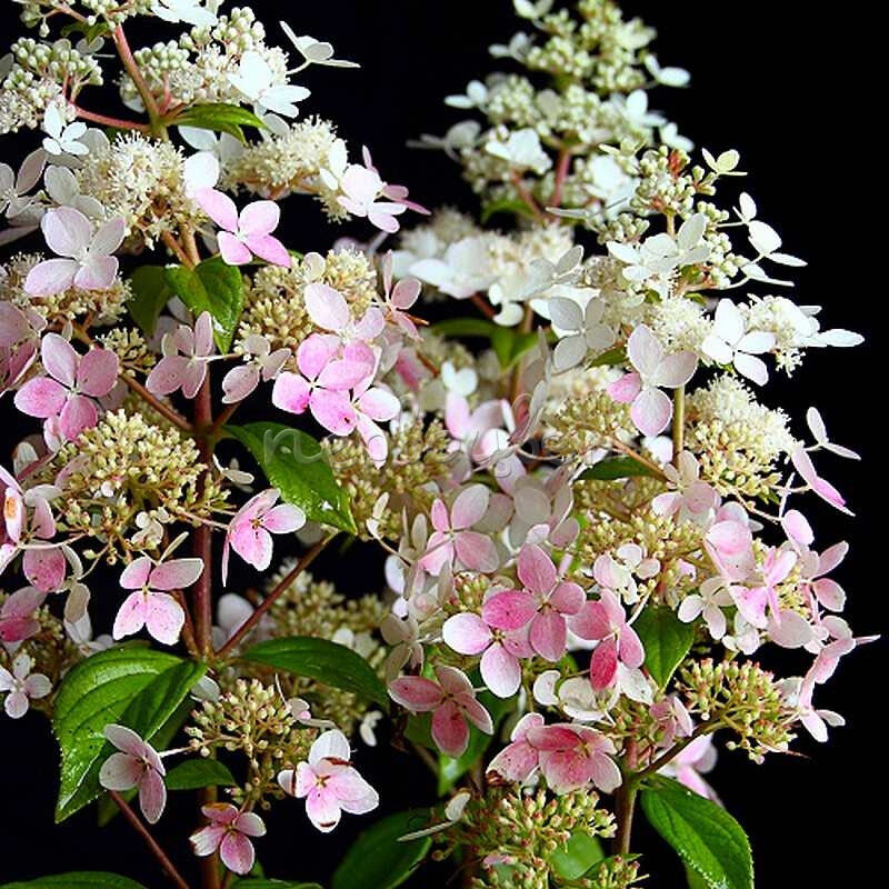 Гортензия метельчатая Конфетти (Hydrangea paniculata Confetti)