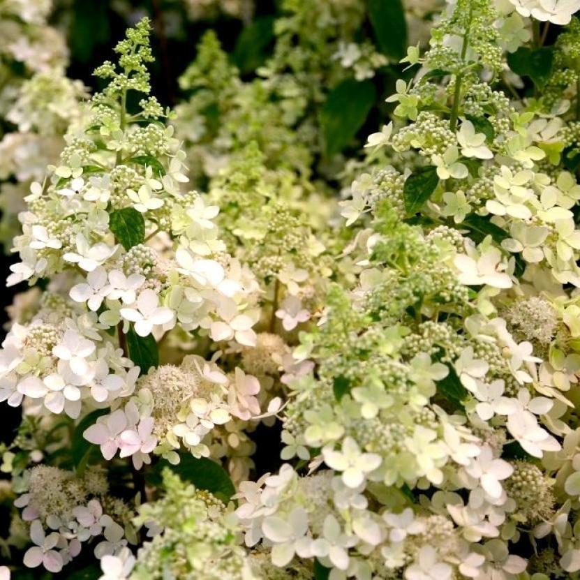 Гортензия метельчатая Конфетти (Hydrangea paniculata Confetti) — изображение 3