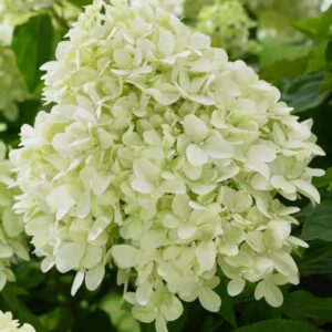 Гортензия метельчатая Литл Спуки (Hydrangea paniculata Little Spooky)