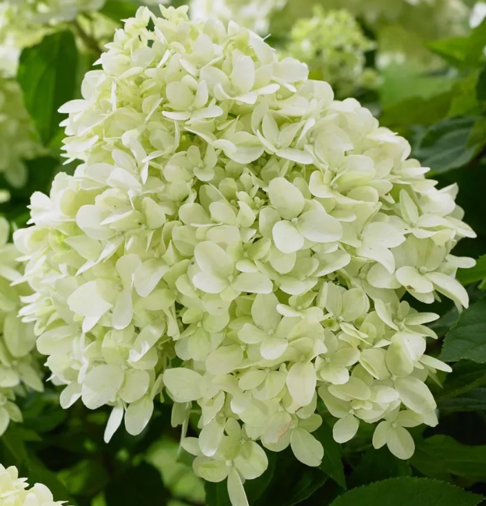 Гортензия метельчатая Литл Спуки (Hydrangea paniculata Little Spooky)