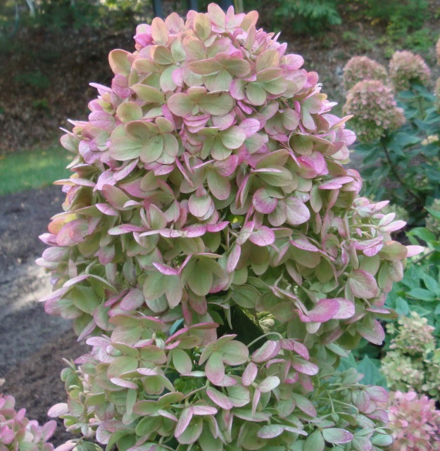 Гортензия метельчатая Литл Спуки (Hydrangea paniculata Little Spooky) — изображение 2