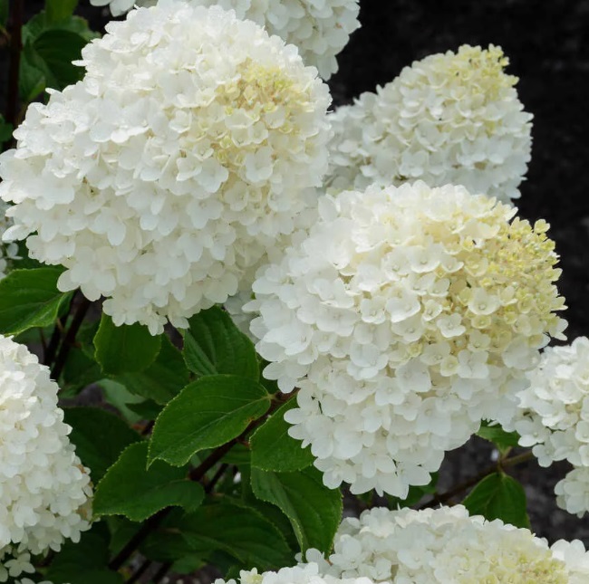 Гортензия метельчатая Шугар Раш (Hydrangea paniculata SUGAR RUSH) — изображение 2