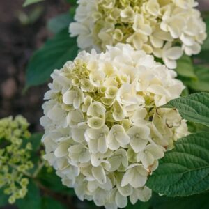 Гортензия метельчатая Милк энд Хани (Hydrangea paniculata Milk & Honey)