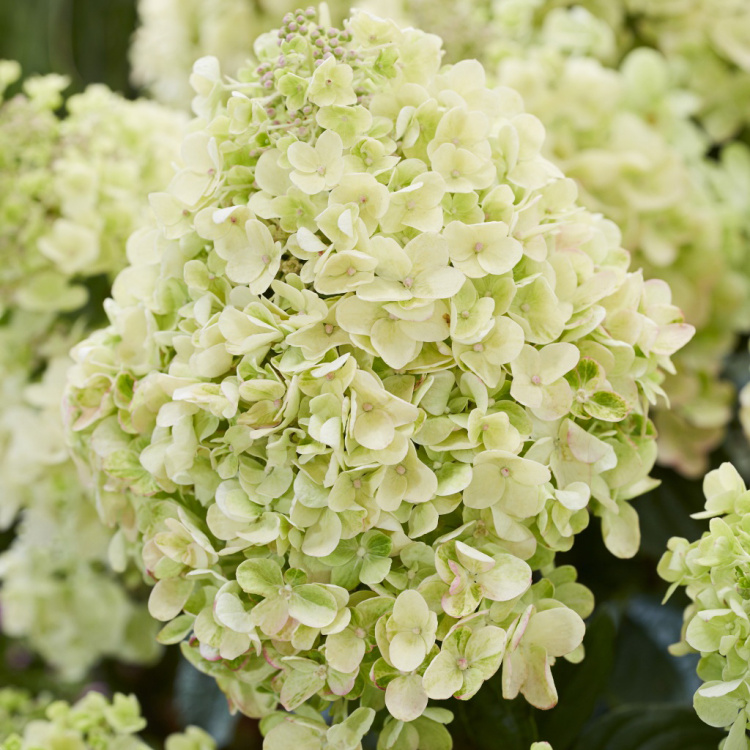 Гортензия метельчатая Би Хеппи (Hydrangea paniculata Bee Happy)