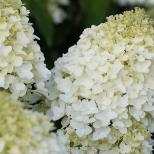 Гортензия метельчатая Шугар Раш (Hydrangea paniculata SUGAR RUSH)