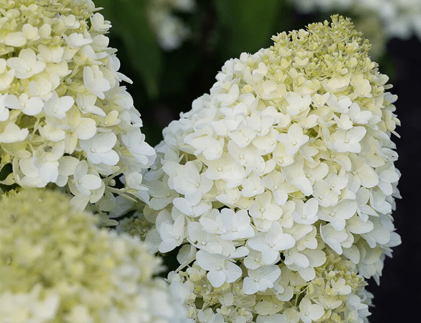 Гортензия метельчатая Шугар Раш (Hydrangea paniculata SUGAR RUSH)