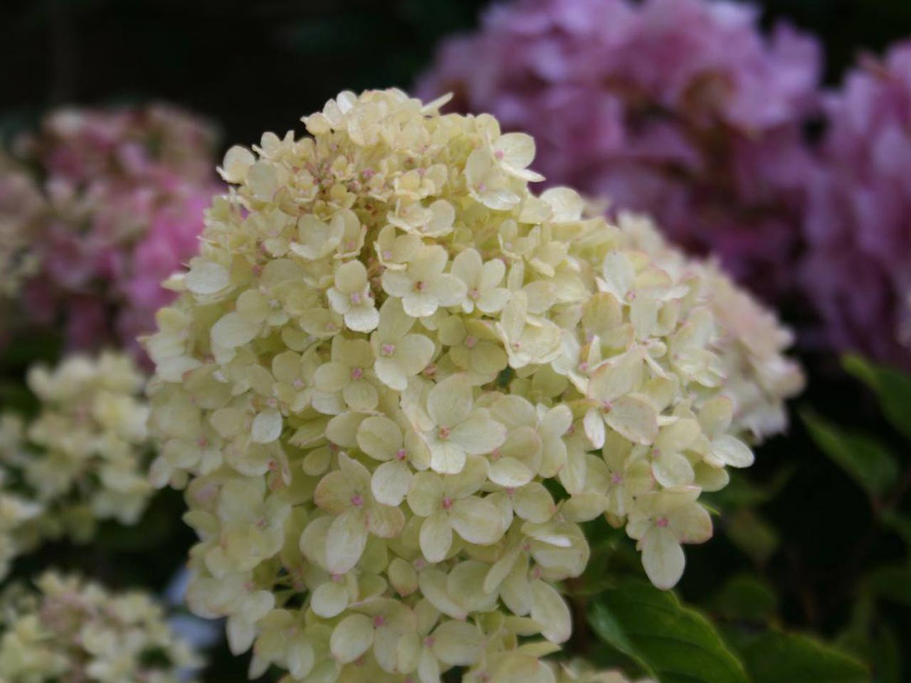 Гортензия метельчатая Би Хеппи (Hydrangea paniculata Bee Happy) — изображение 4