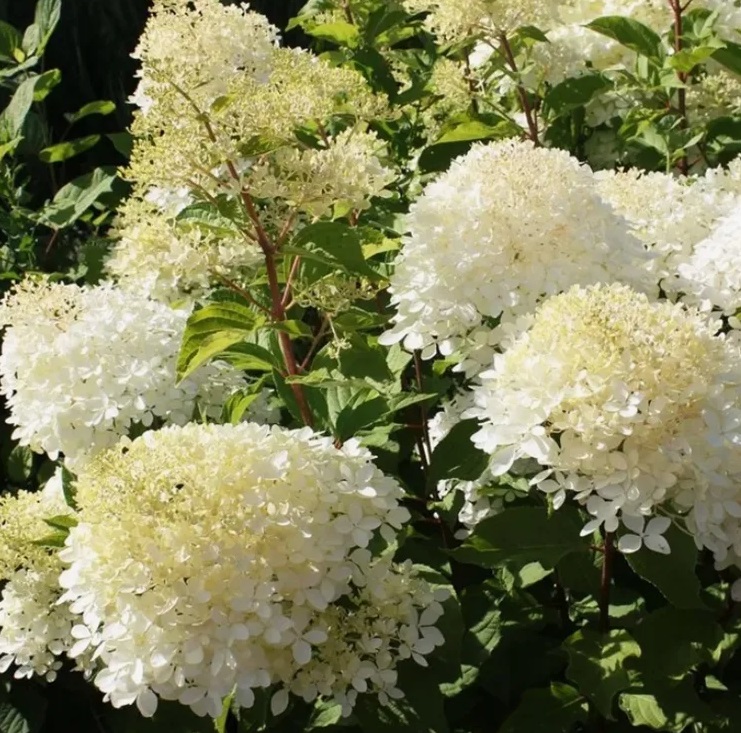 Гортензия метельчатая Би Хеппи (Hydrangea paniculata Bee Happy) — изображение 3