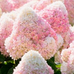 Гортензия метельчатая Саммер Лав/Кэнди Лав (Hydrangea paniculata SUMMER LOVE/CANDY LOVE)