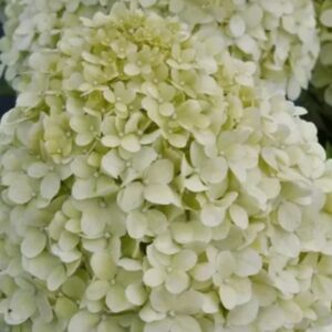 Гортензия метельчатая Селекшн (Hydrangea paniculata SELECTION)