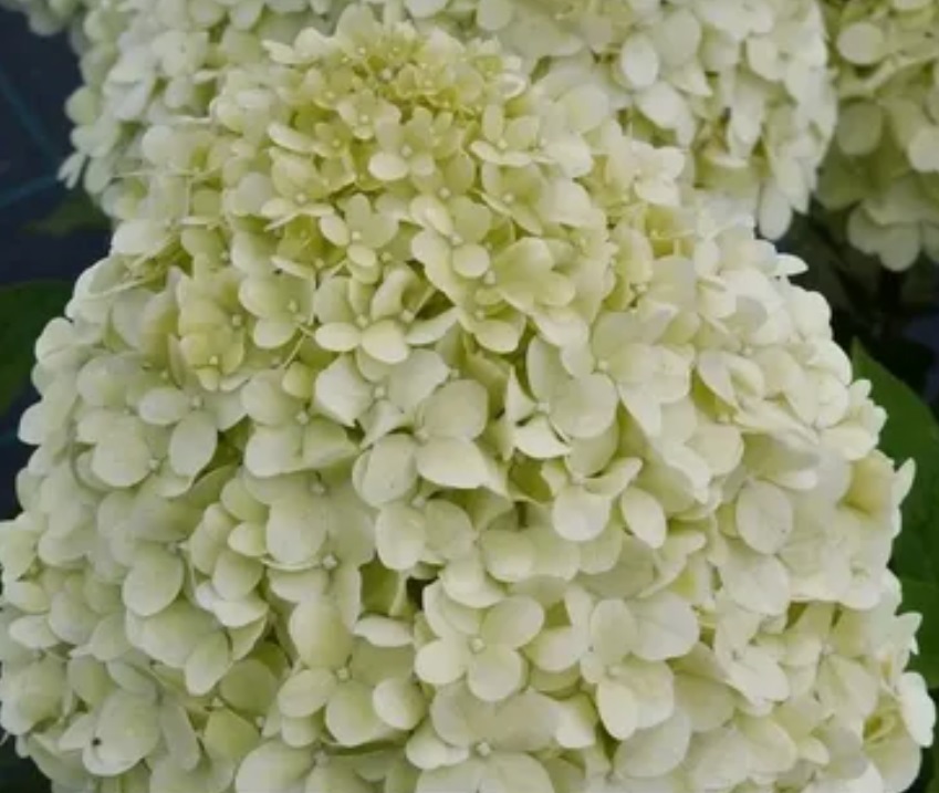 Гортензия метельчатая Селекшн (Hydrangea paniculata SELECTION)