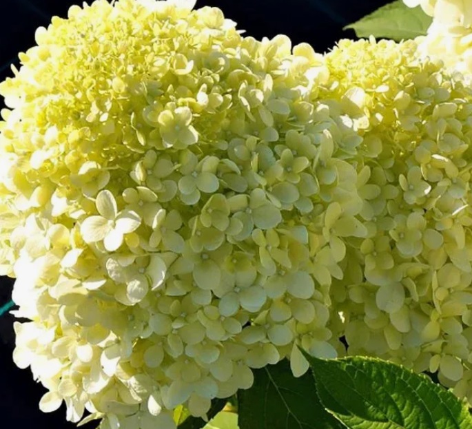 Гортензия метельчатая Селекшн (Hydrangea paniculata SELECTION) — изображение 2