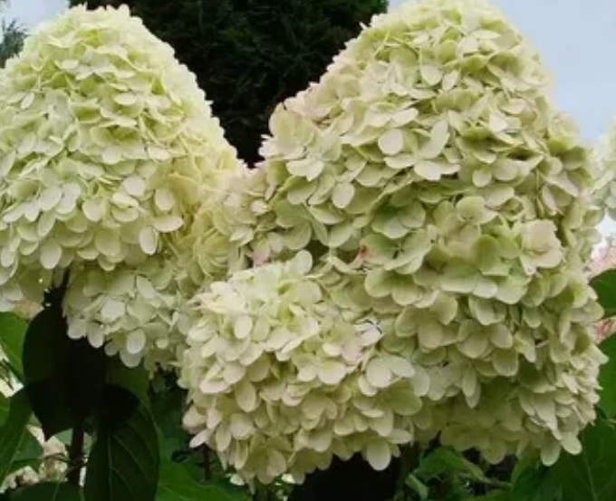 Гортензия метельчатая Селекшн (Hydrangea paniculata SELECTION) — изображение 3