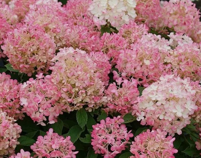 Гортензия метельчатая Пинклайт (Hydrangea paniculata PINKLIGHT) — изображение 3