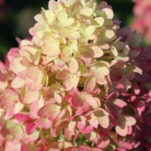 Гортензия метельчатая Пинклайт (Hydrangea paniculata PINKLIGHT)