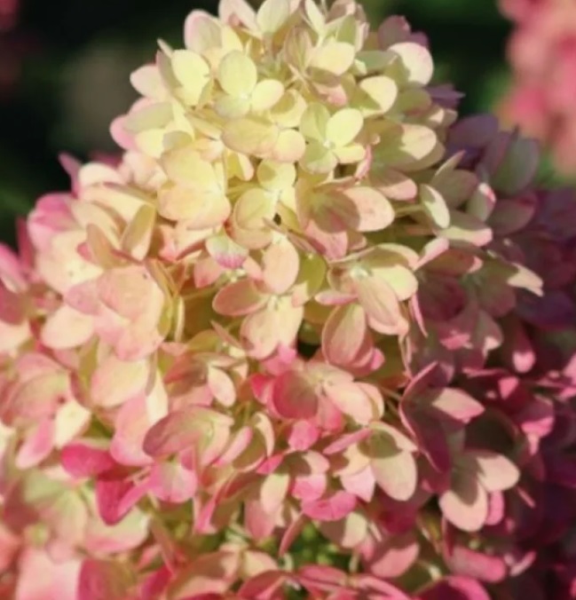 Гортензия метельчатая Пинклайт (Hydrangea paniculata PINKLIGHT)