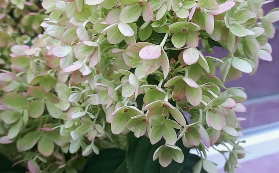 Гортензия метельчатая Пинклайт (Hydrangea paniculata PINKLIGHT) — изображение 2