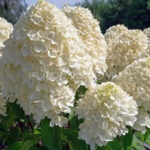 Гортензия метельчатая Саммер Сноу (Hydrangea paniculata SUMMER SNOW)