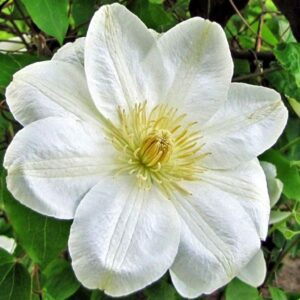 Клематис Guernsey Cream (Гернси Крим), группа обрезки 2 слабая