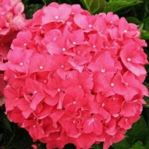 Гортензия крупнолистная (Hydrangea macrophylla) "Forever & Ever Red" (красная), ремонтантная