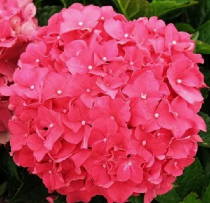 Гортензия крупнолистная (Hydrangea macrophylla) "Forever & Ever Red" (красная), ремонтантная