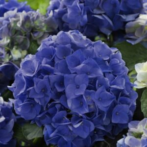 Гортензия крупнолистная (Hydrangea macrophylla) Music Collection "Blue Boogiewoogie" (синяя), ремонтантная