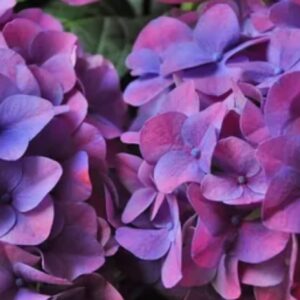 Гортензия крупнолистная (Hydrangea macrophylla) Music Collection "Deep Purple Dance" (фиолетовая), ремонтантная