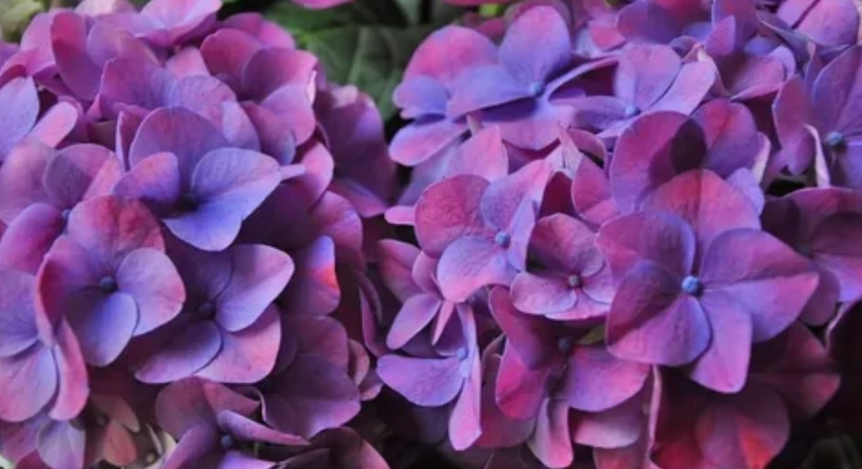 Гортензия крупнолистная (Hydrangea macrophylla) Music Collection "Deep Purple Dance" (фиолетовая), ремонтантная