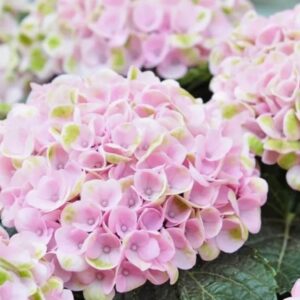 Гортензия крупнолистная (Hydrangea macrophylla) Music Collection "Soft Pink Salsa" (розовая), ремонтантная