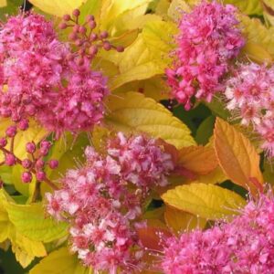 Спирея японская Голден Принцесс (Spiraea japonica Golden Princess)