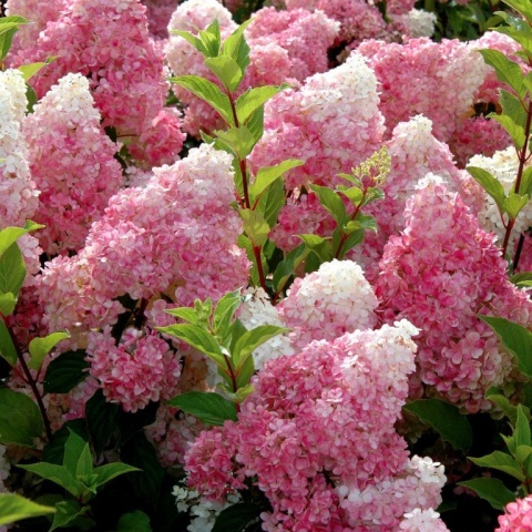 Гортензия метельчатая Ванилла Фрейз / Рени (Hydrangea pan. Vanille Fraise / Rehny) — изображение 2