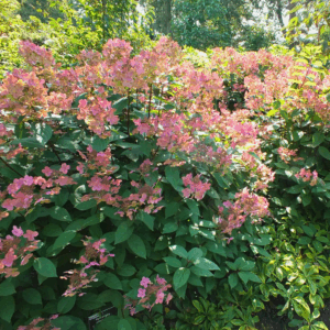 Гортензия метельчатая Эрли Сенсейшен / Балк (Hydrangea panic. Early Sensation / Bulk)