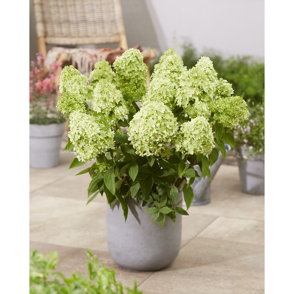 Гортензия метельчатая Гринлайт (Hydrangea paniculata Gardenlights Greenlight)