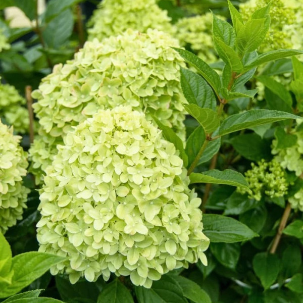 Гортензия метельчатая Гринлайт (Hydrangea paniculata Gardenlights Greenlight) — изображение 2