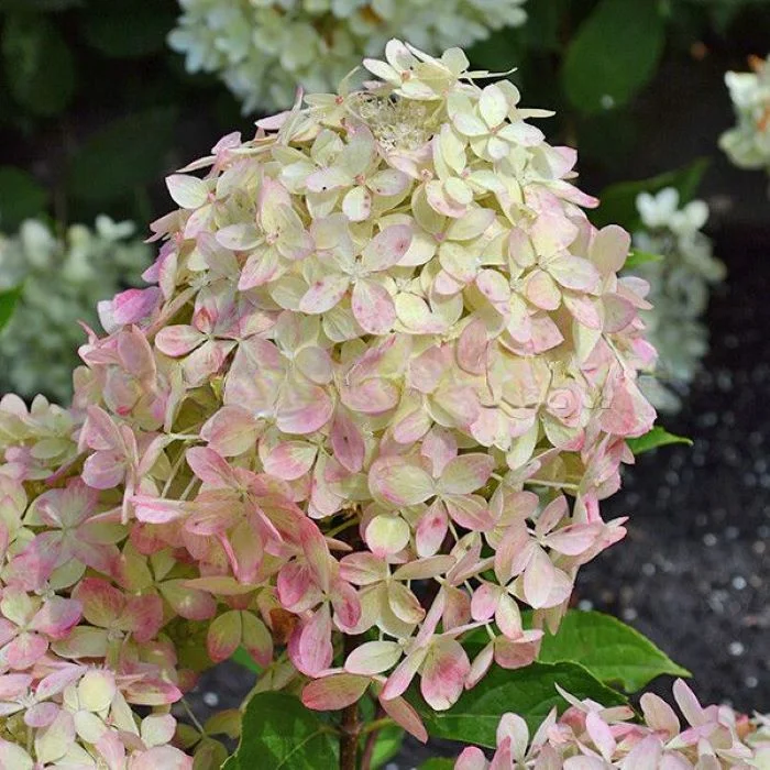 Гортензия метельчатая Икс Эс Лайт (Hydrangea panic. Gardenlight XS Light) — изображение 2