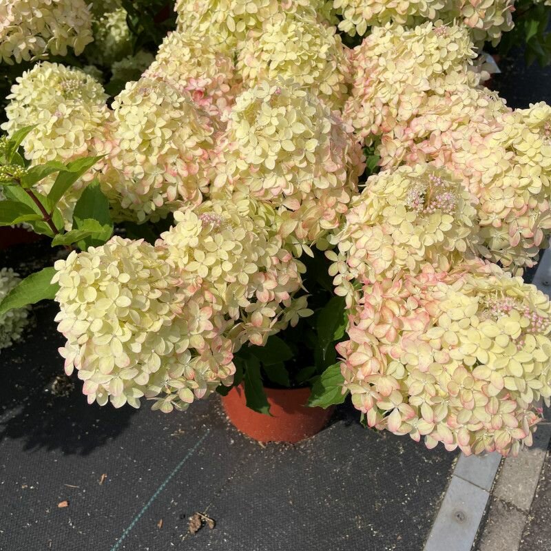 Гортензия метельчатая Икс Эс Лайт (Hydrangea panic. Gardenlight XS Light)